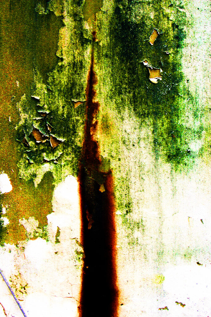 Tree Tree